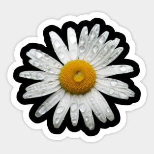 White daisy in the rain Sticker